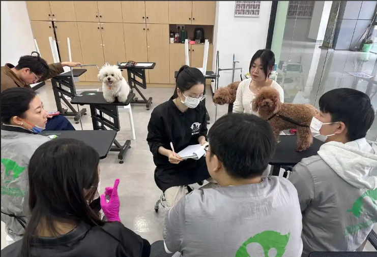 张掖市宠物美容宠物美容培训学校 - 一站式服务